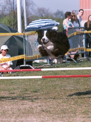 Agility saut obstacle