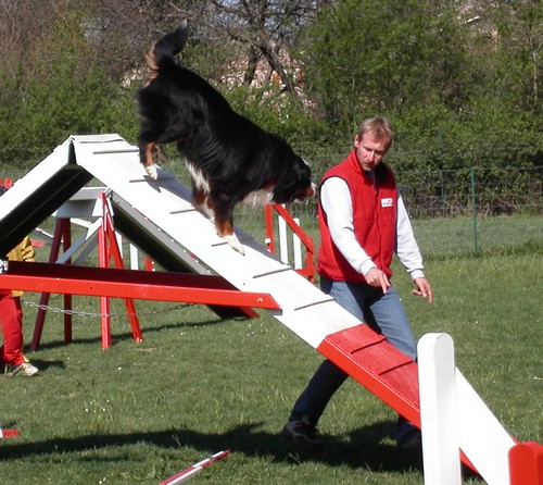 Agility descente obstacle